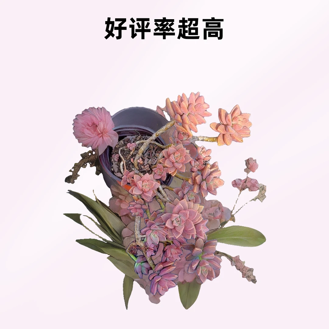 散群姬胧月2颗带盆带土 小谢多肉一单包邮多肉植物庭院空气耐旱