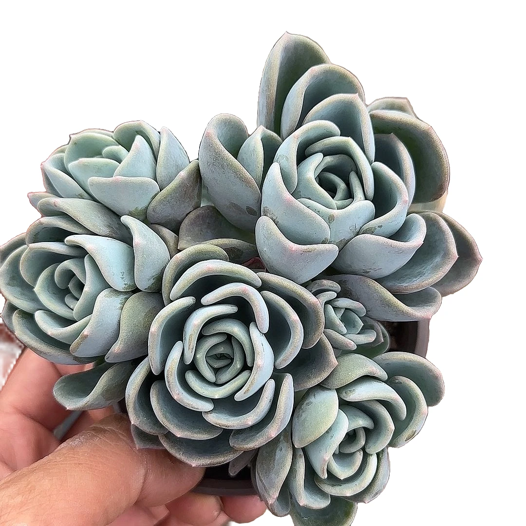 单头美尻 小谢多肉植物庭院净化空气