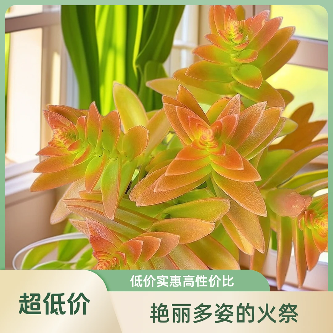 火祭带盆小谢多肉一单包邮多肉植物庭院空气耐旱上盆