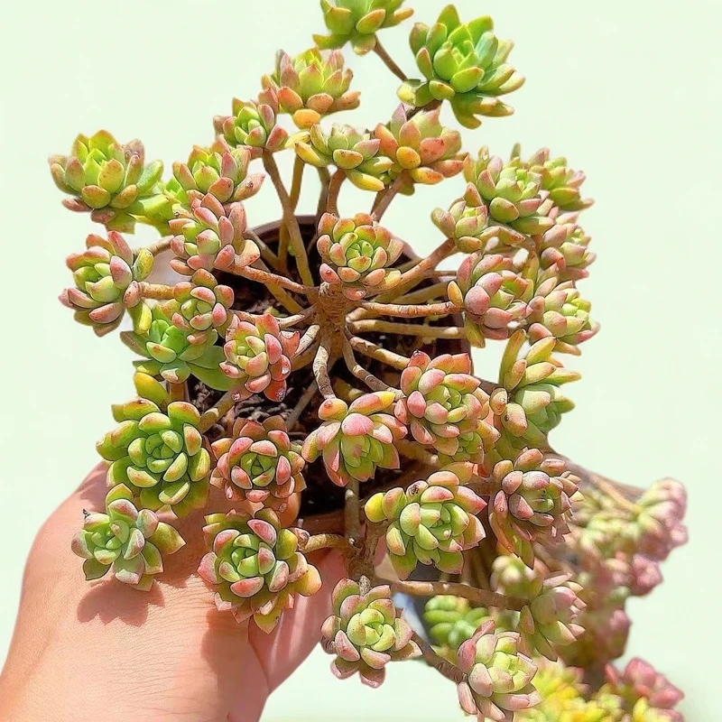 马库斯3颗  小谢多肉一单包邮多肉植物庭院空气耐旱上盆种植固定