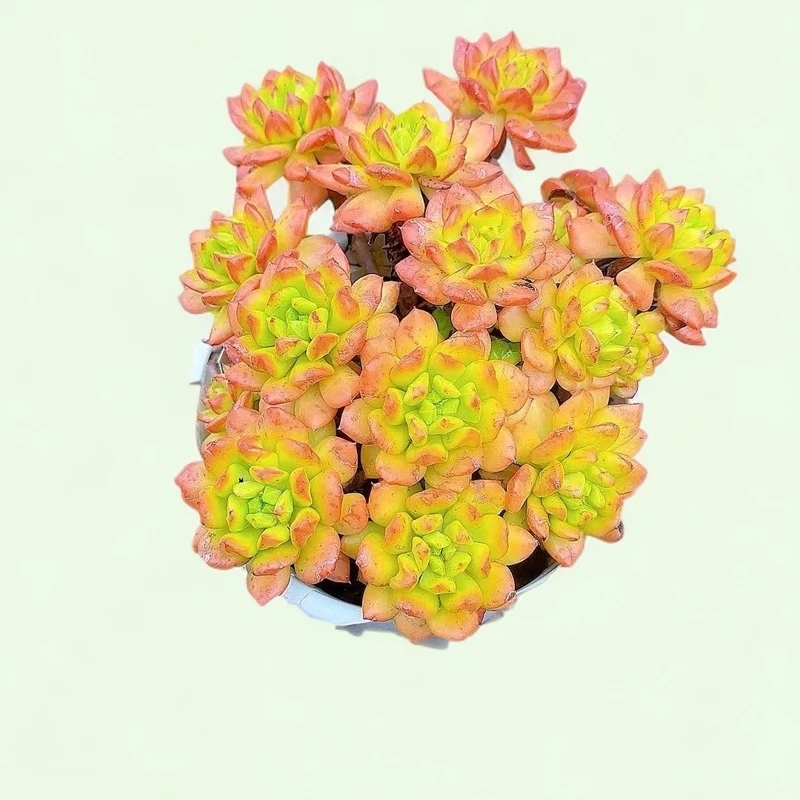 大盆红灯笼  小谢多肉植物庭院空气耐旱上盆种植固定