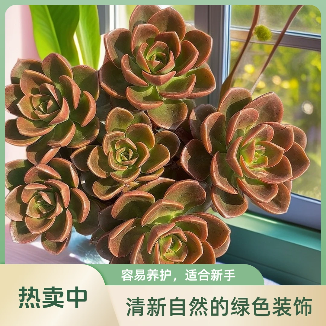 巧克力带盆   小谢多肉一单包邮多肉植物庭院空气耐旱上盆种植