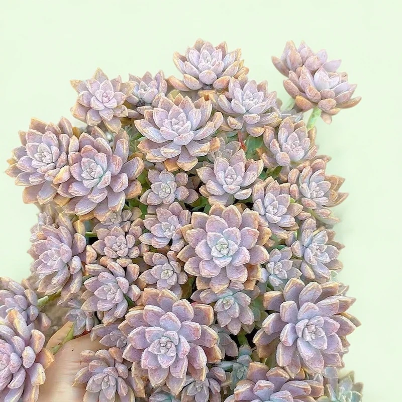 阿伦陪3颗脱土   小谢多肉上盆多肉植物庭院空气耐旱种植