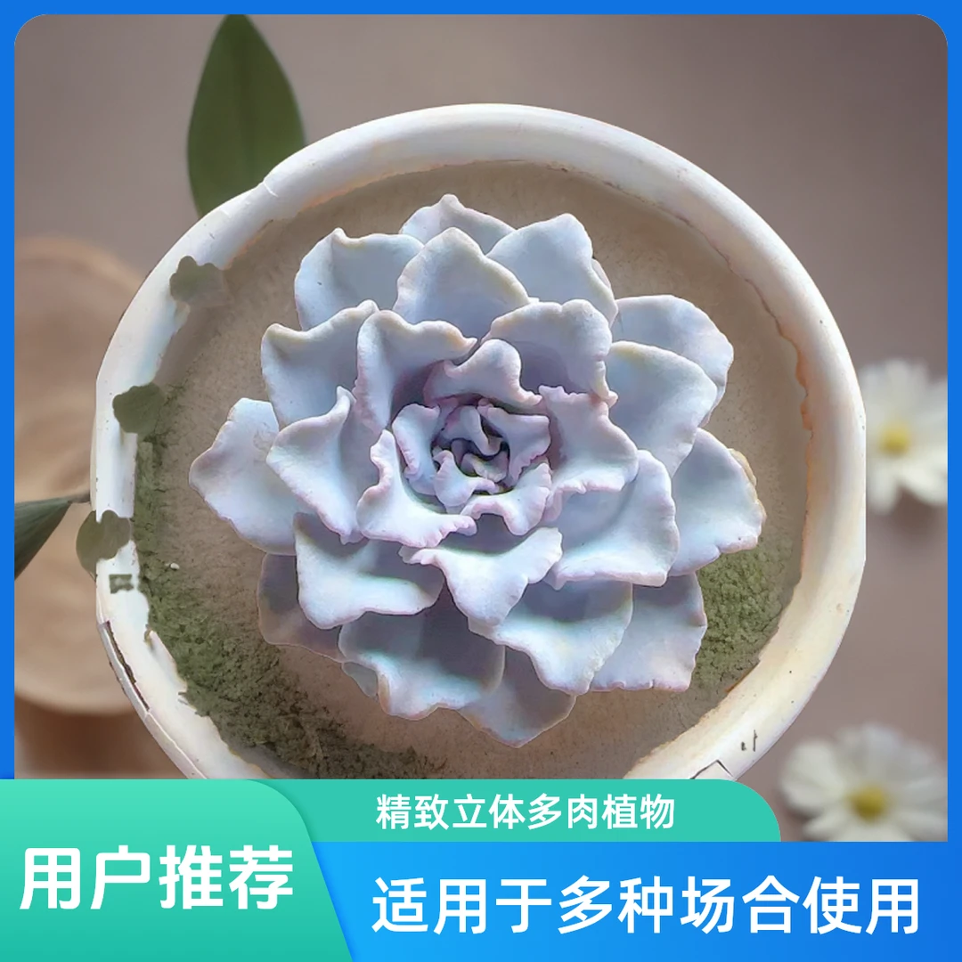 芭蕾舞者 小谢多肉一单包邮多肉植物庭院空气耐旱上盆种植固定