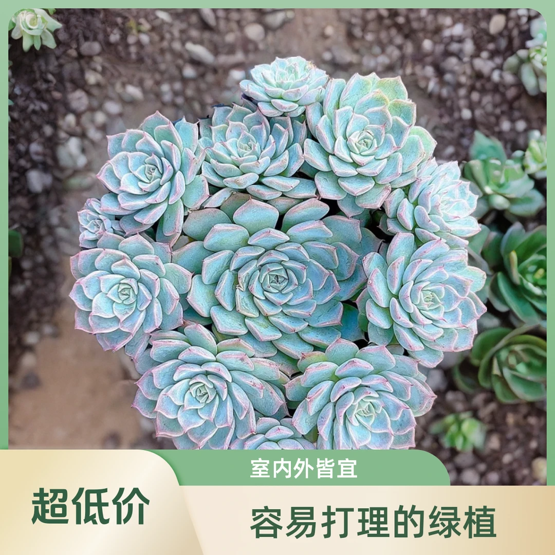 海滨格瑞小谢多肉固定多肉植物庭院空气耐旱上盆