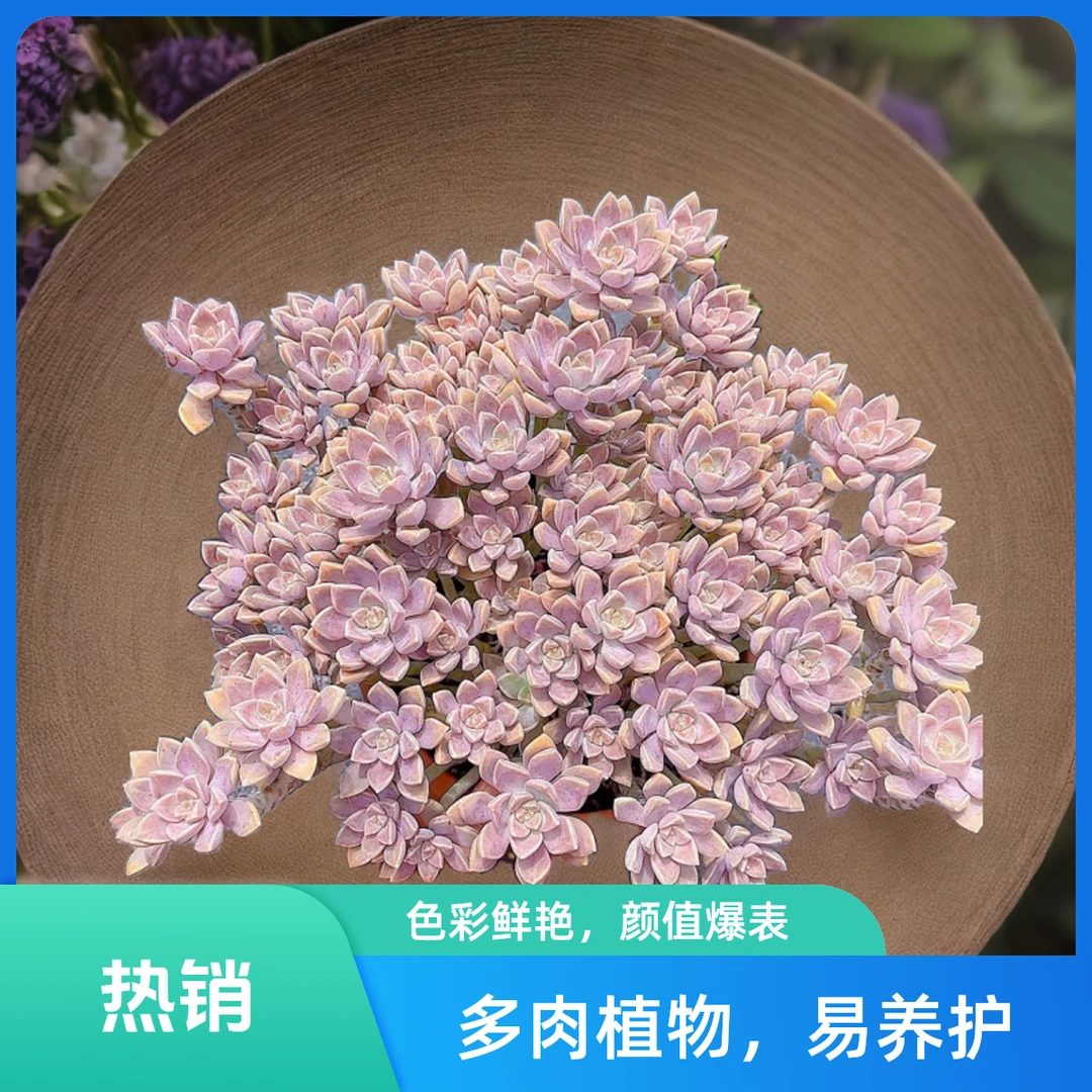 大阿伦陪脱土  小谢多肉植物庭院空气耐旱上盆种植固定