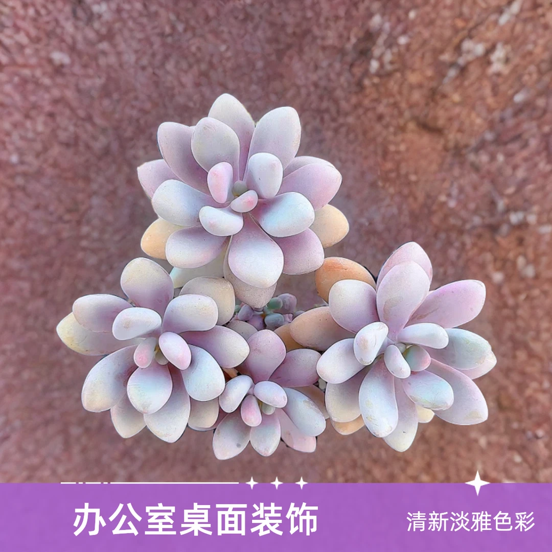 小桃蛋2颗带盆小谢多肉植物庭院空气耐旱上盆种植固定散