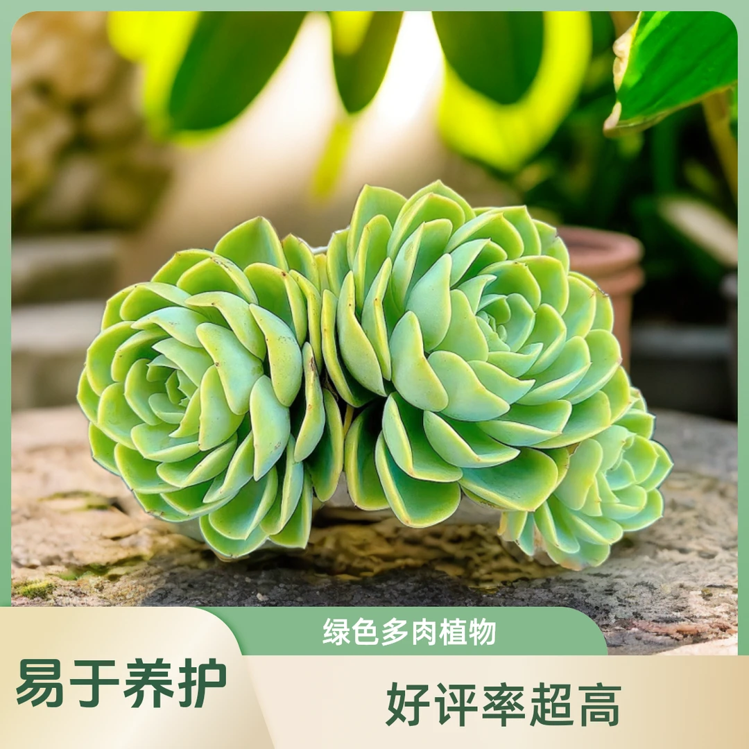 哈密瓜脱土  小谢多肉植物庭院空气耐旱上盆种植固定