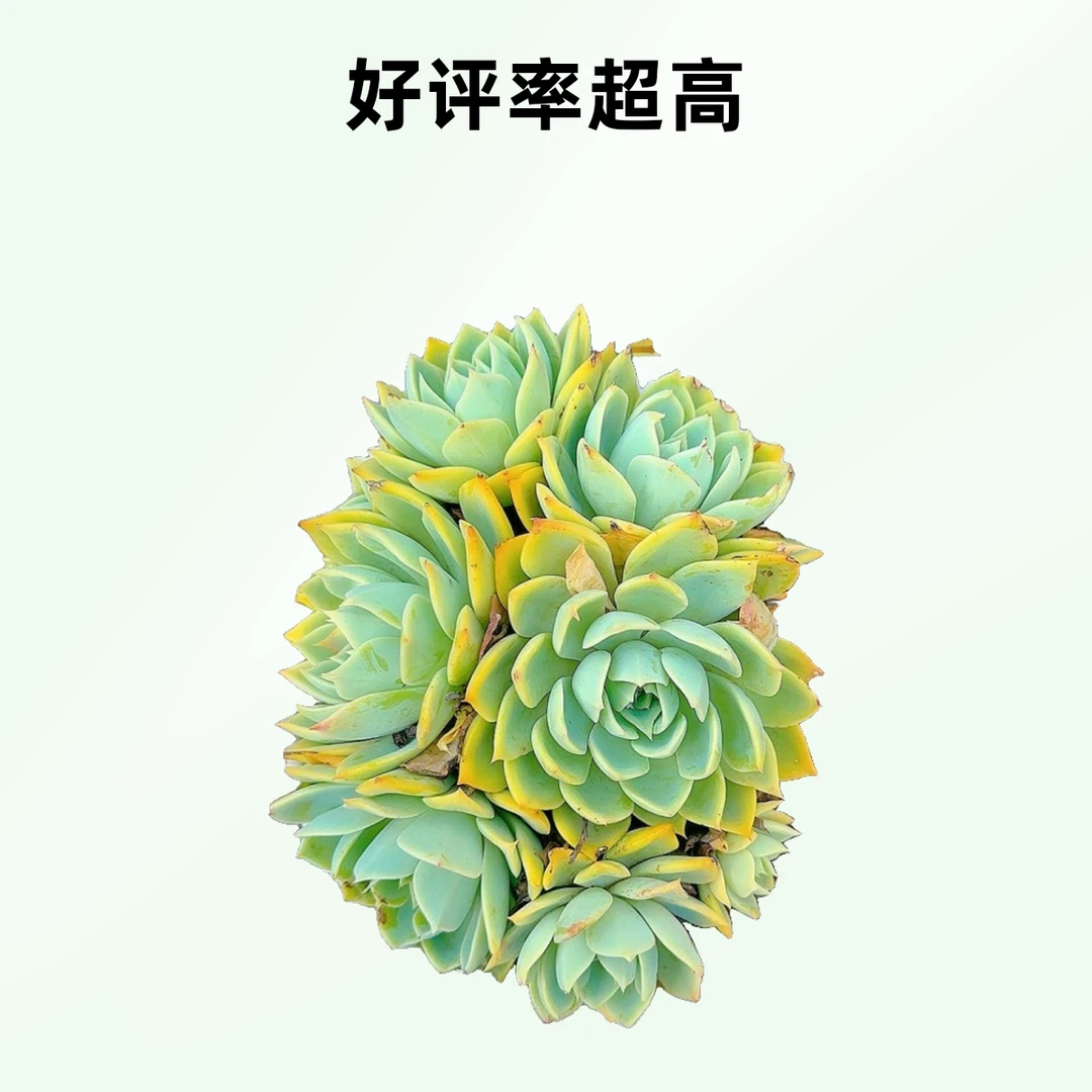 三色景  小谢多肉一单包邮多肉植物庭院空气耐旱上盆种植固定散光