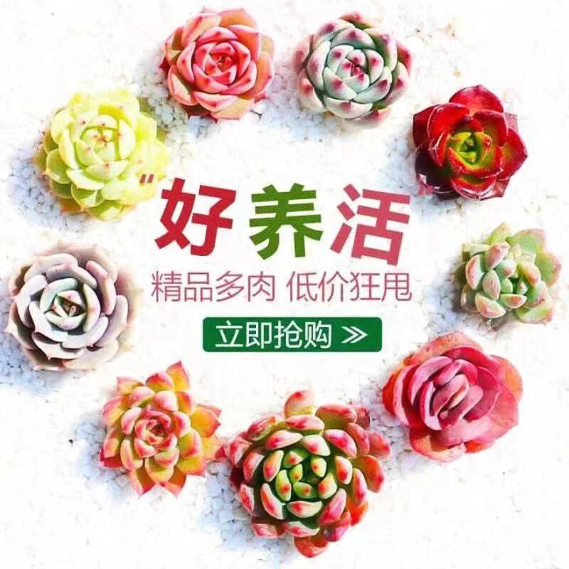 综合链接小谢多肉植物美观庭院净化空气