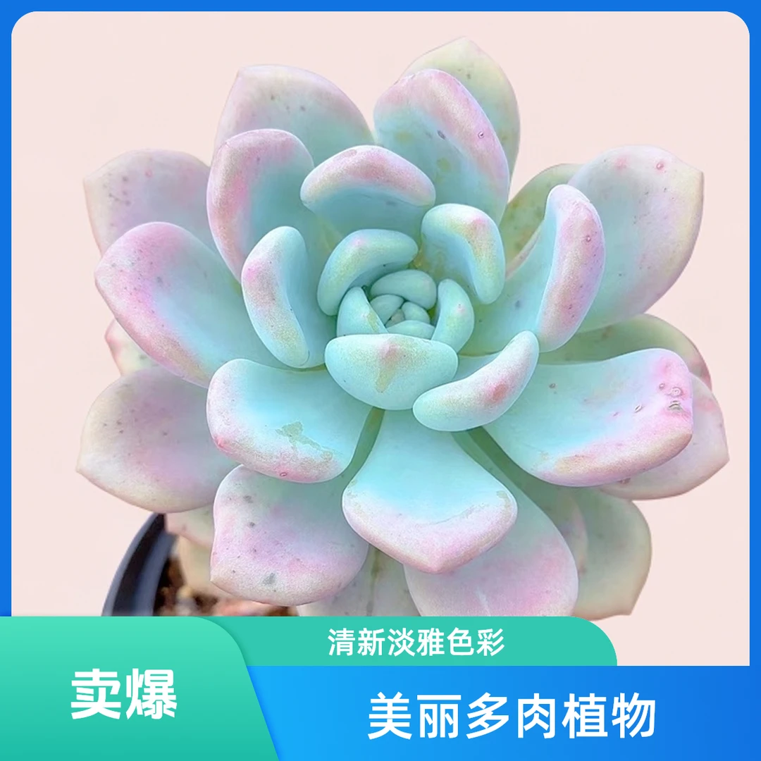 老桩奥普  小谢多肉一单包邮多肉植物庭院空气耐旱上盆种植固定