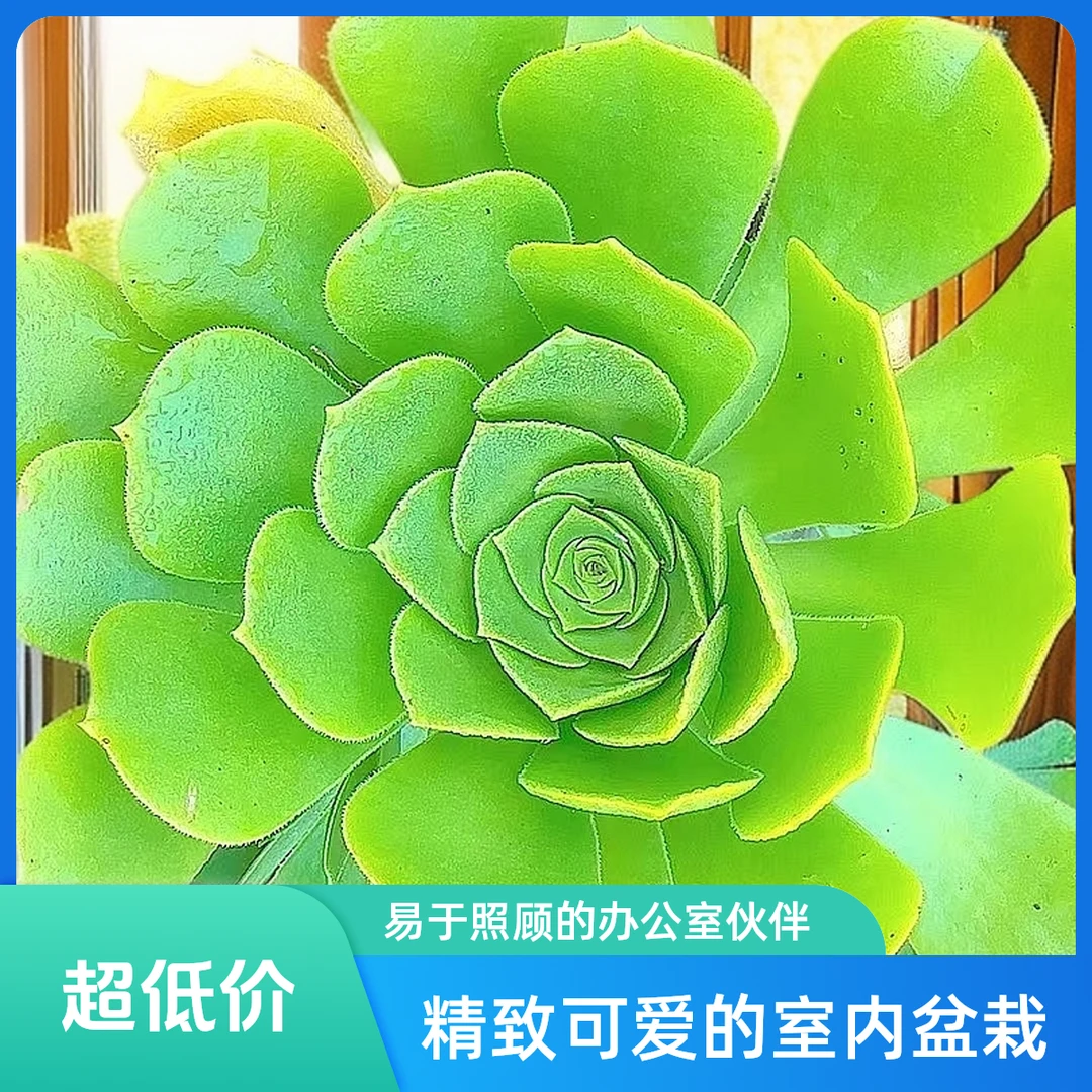 绿羊绒3颗 小谢多肉植物庭院空气耐旱上盆种植