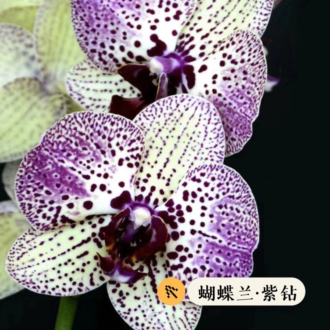蝴蝶兰【带花剑】花苗净化空气好养活世界开花室内名贵花卉盆栽