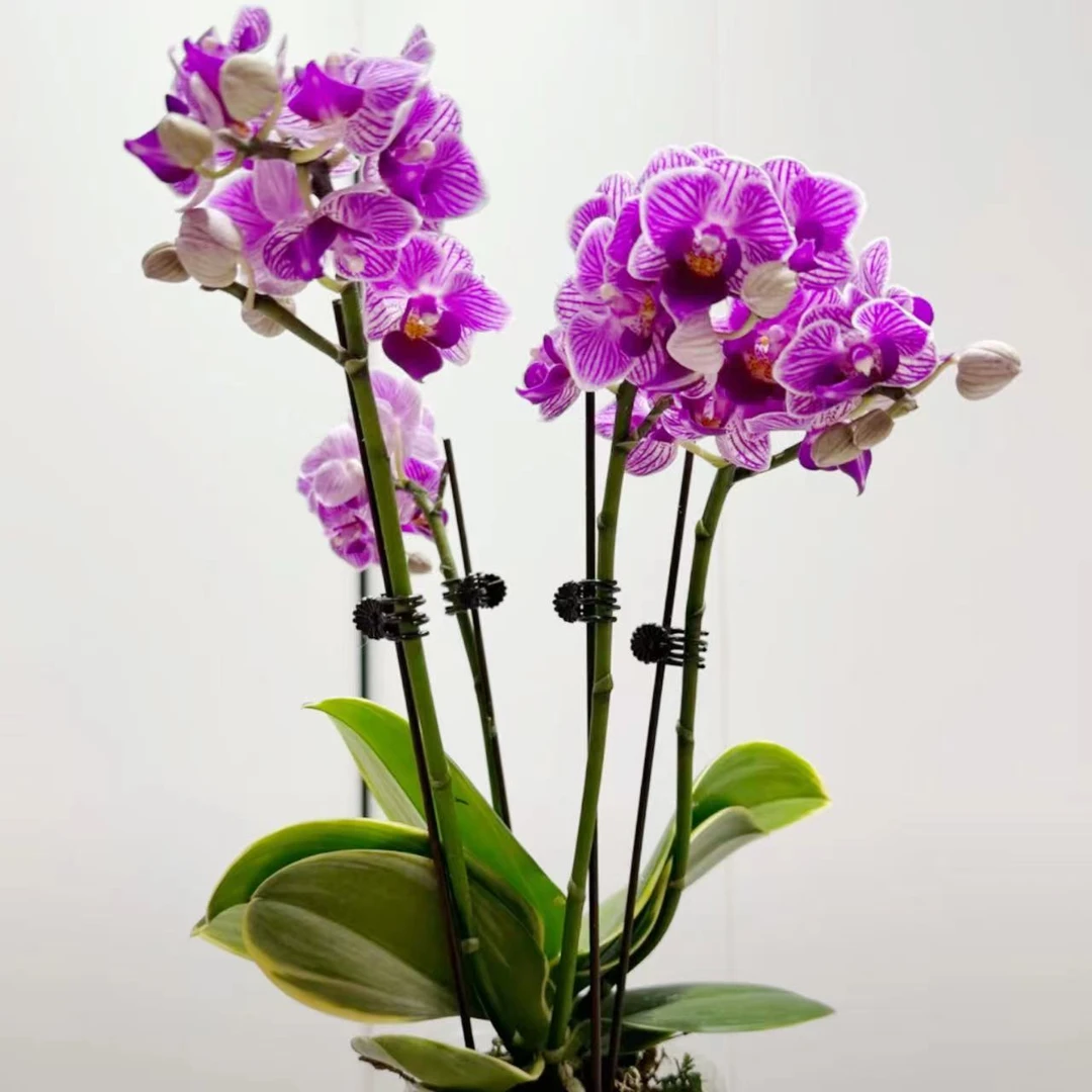 金边蔓越莓蝴蝶兰带花剑植物盆栽花卉室内客厅桌摆小盆景好养易活