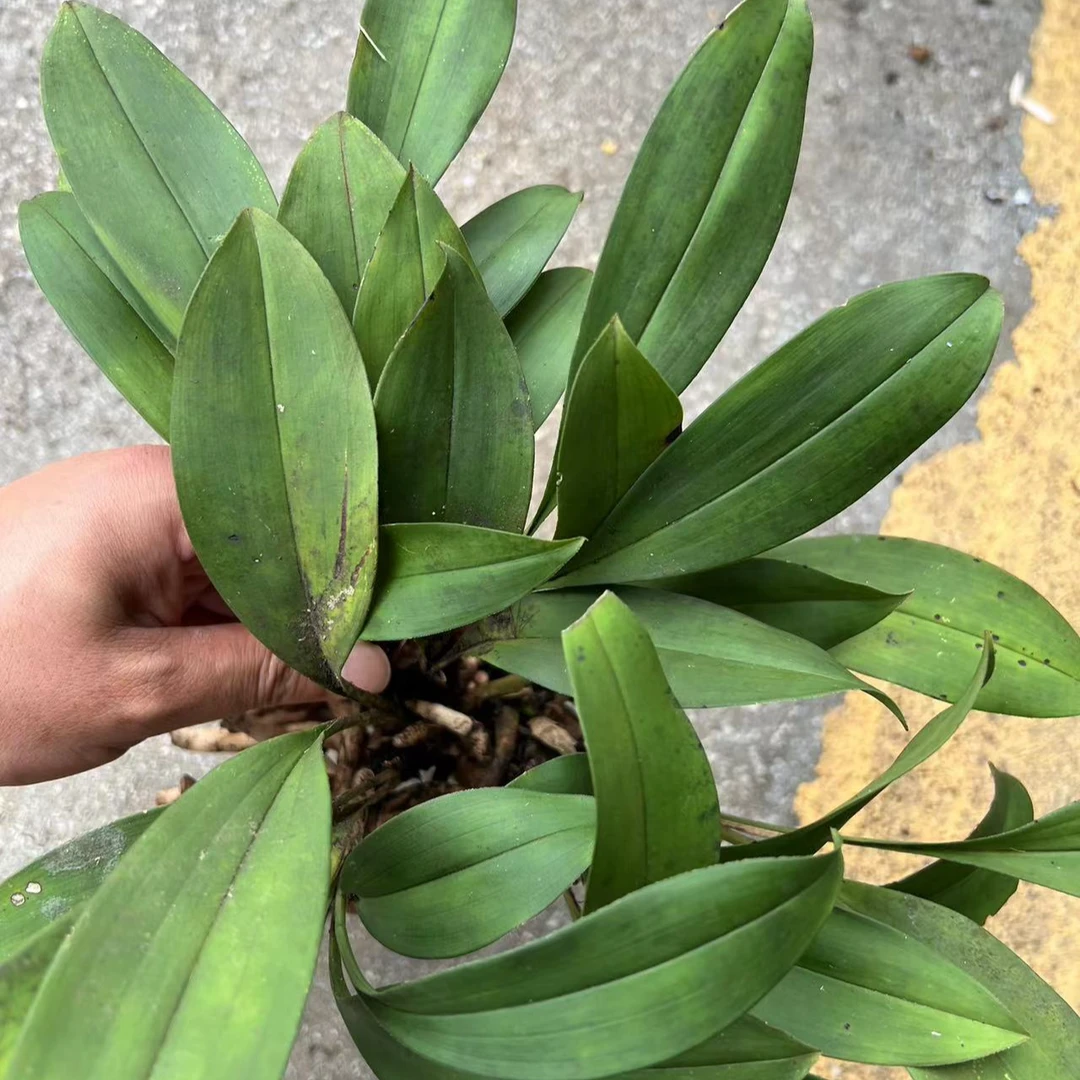 云南高山兔儿兰盆栽