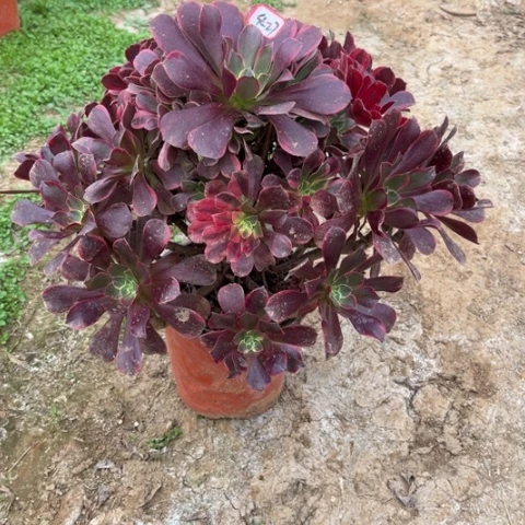 4-27金丝多肉植物