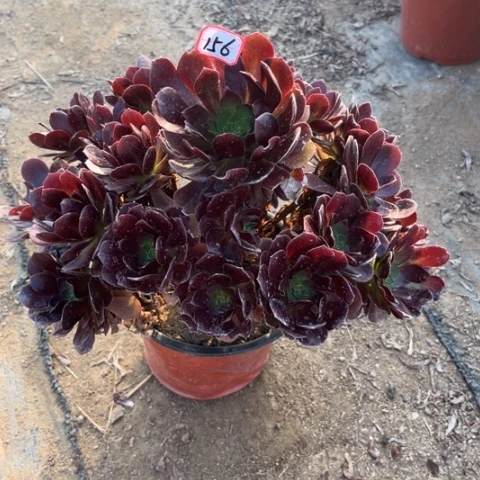 156赤焰莲多肉植物