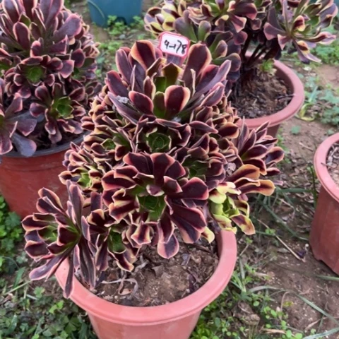 9-178欧嘉莉多肉植物