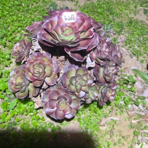 3-266枚金多肉植物