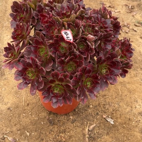 10-27安娜多肉植物