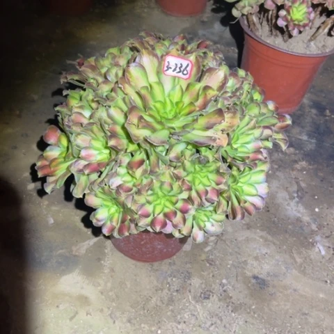 3-236韶华多肉植物
