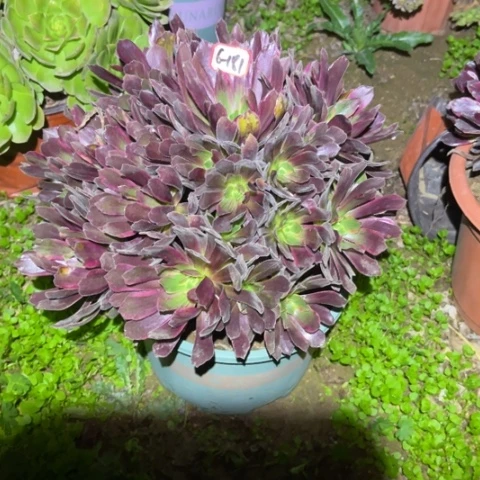 6-181赤霞飞多肉植物