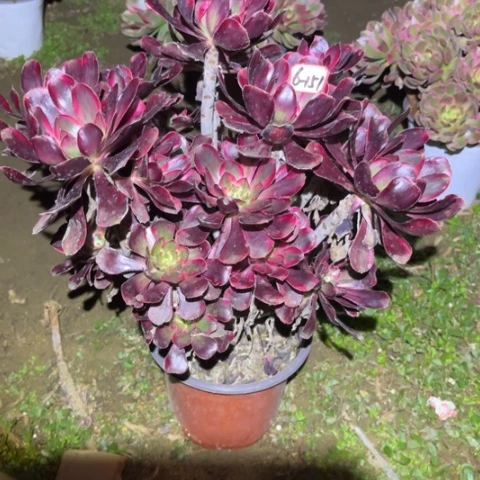 6-151香奶奶多肉植物有老伤多肉