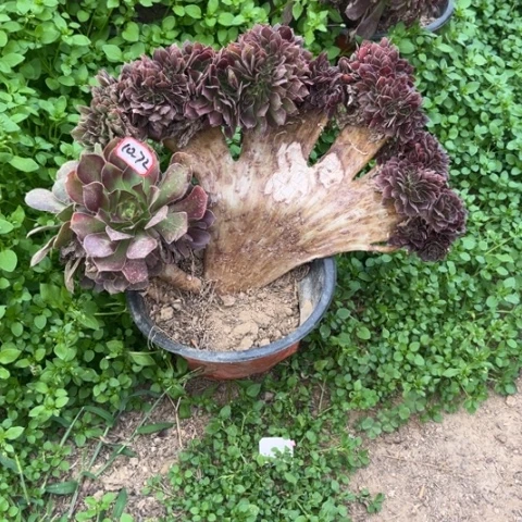 10-72雅典娜缀多肉