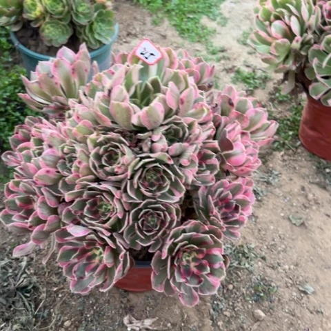 215女妖多肉植物