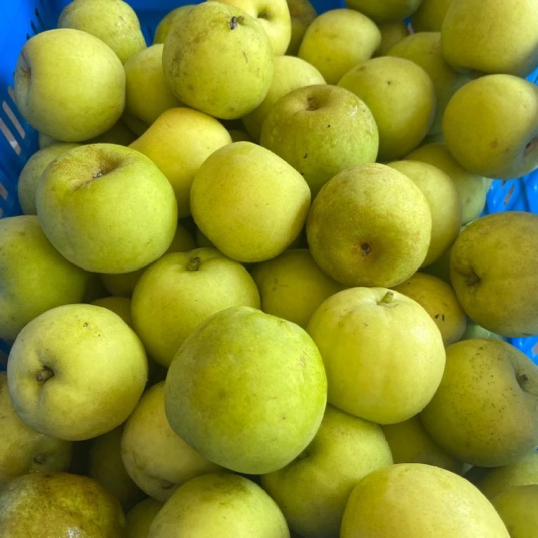 桃源雪梨（翠玉梨），中果，9枚，4斤，产地直发，包邮