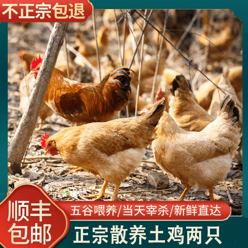 正宗散养2年黄油老母鸡白脚（带内脏）顺丰冷链包邮