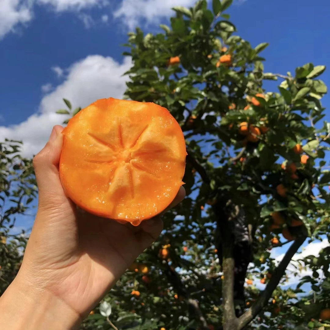 小孙苗木嫁接脆甜 软甜柿子果树苗十月成熟果树苗现挖现发