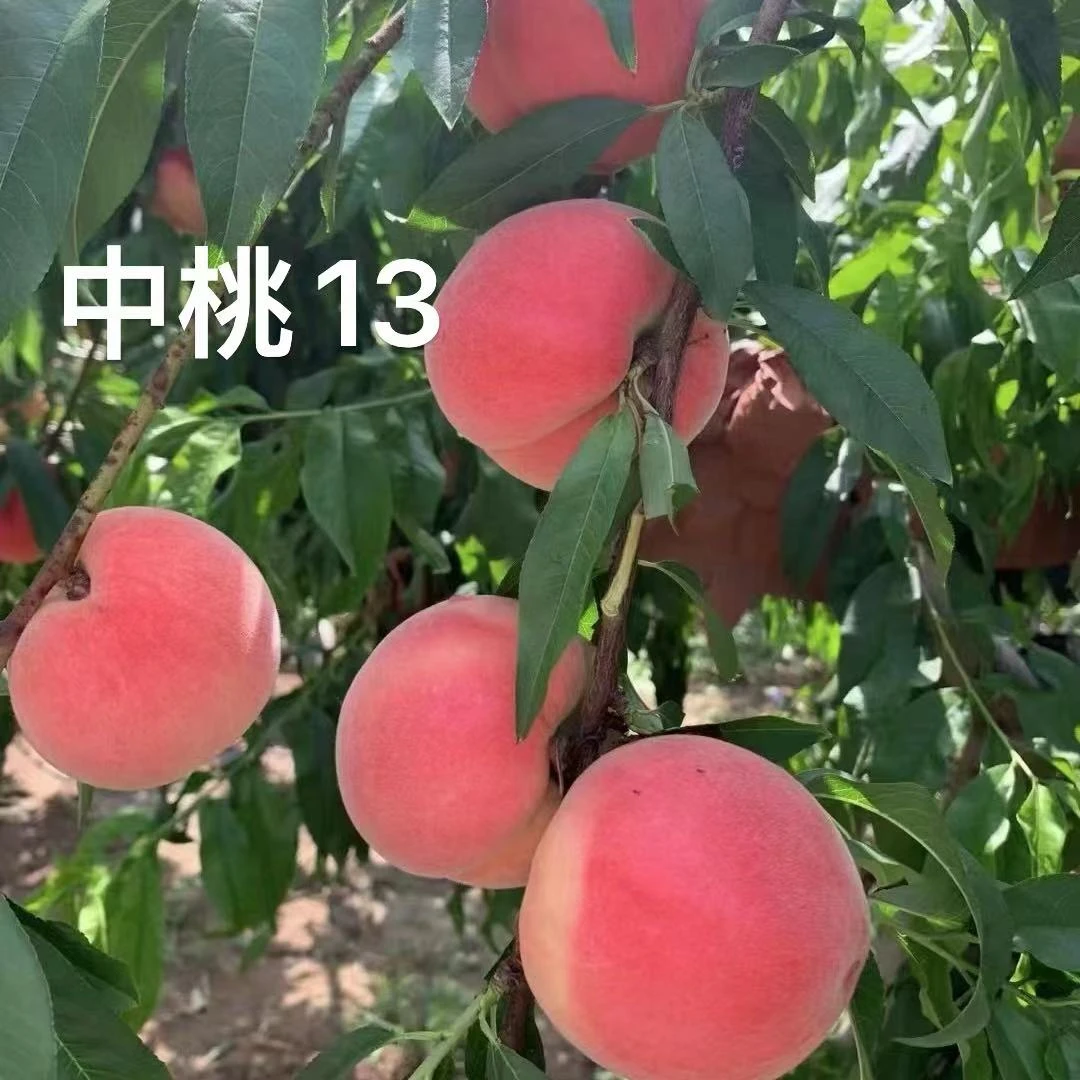 小孙苗木六月中旬成熟中桃13霸王脆S-H(13-17%)桃苗水果树苗桃子