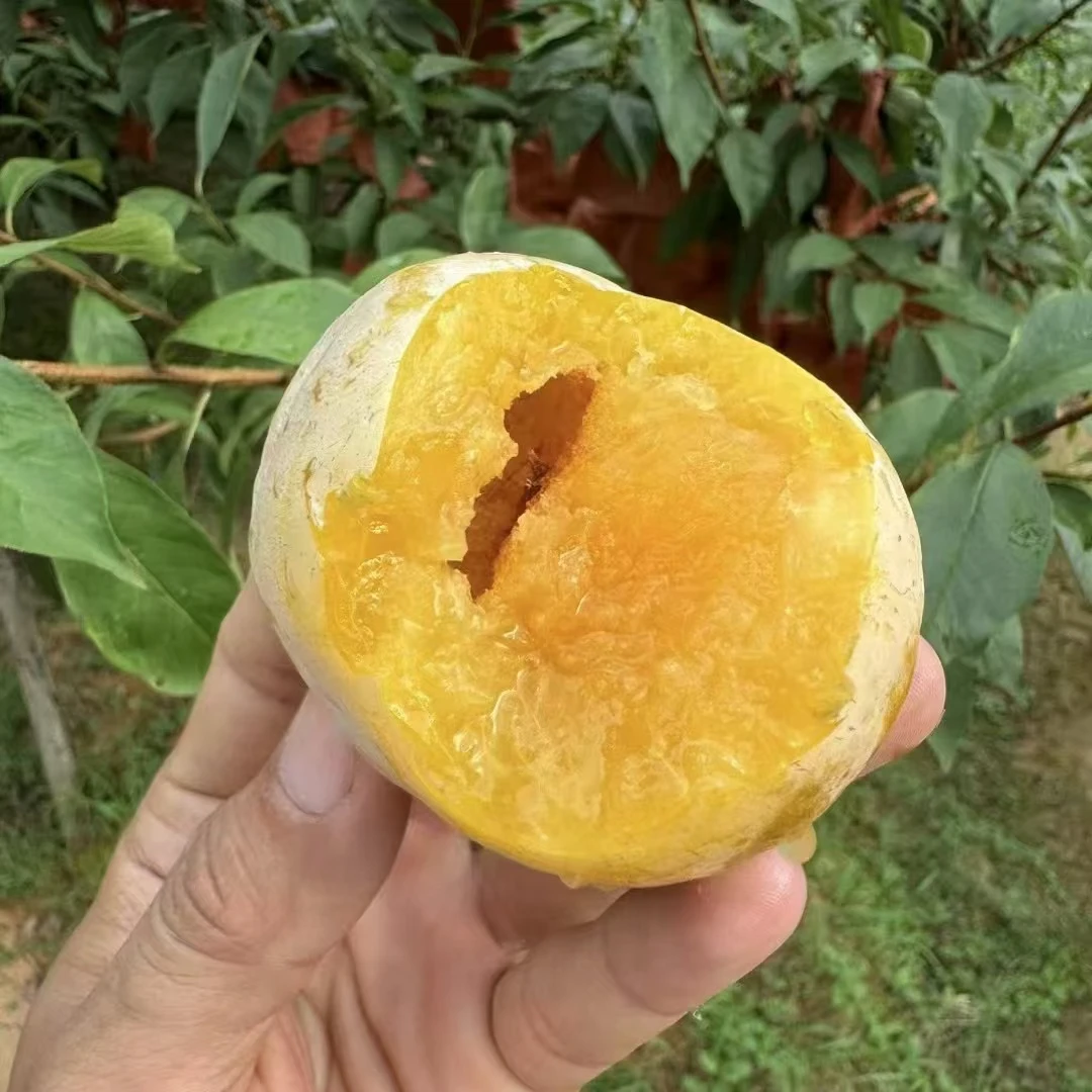 小孙苗木南北方嫁接七月下旬成熟黄金奈李子果树苗纯甜水果树苗