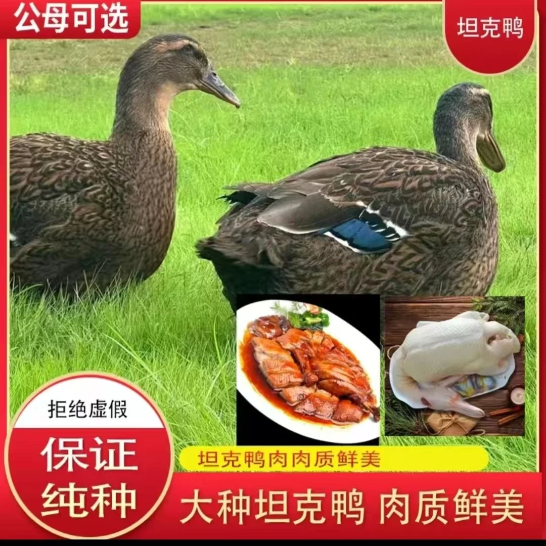 【生态坦克鸭】农家散养生态坦克鸭现杀鸭肉鲜美顺丰包邮