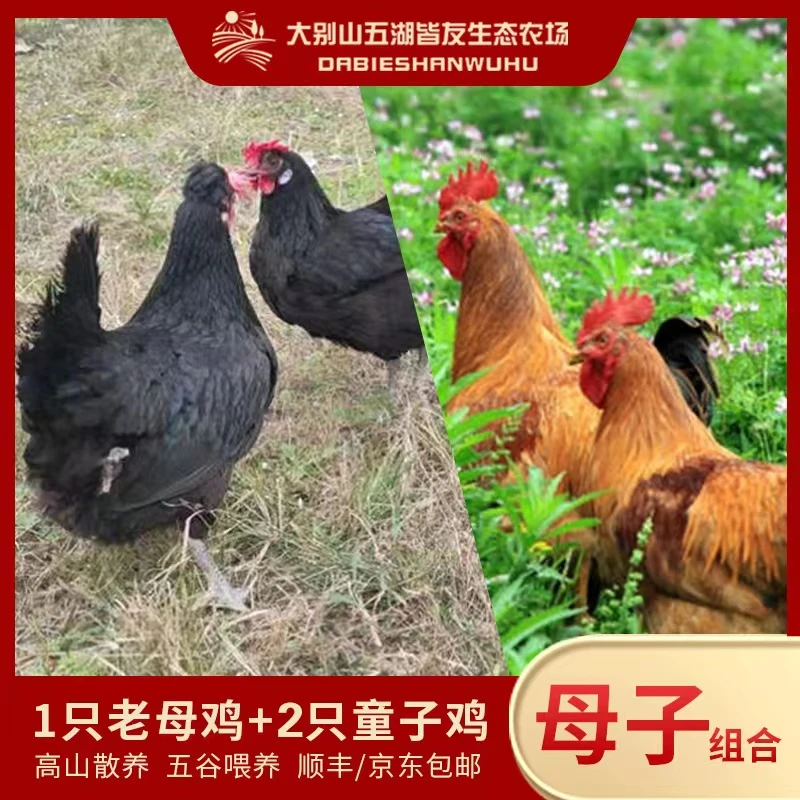【老母鸡+2只童子鸡】农科院基地散养老母鸡1只童子鸡2只净重5.5斤