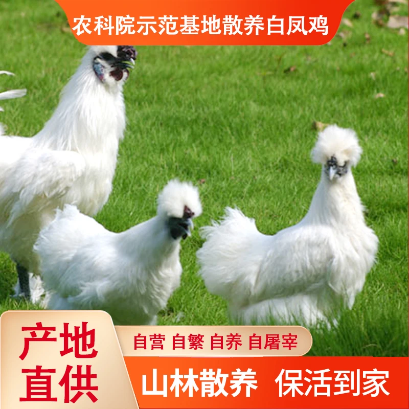 【买一发二】农科院基地散养新鲜乌鸡2斤/只农家白凤乌骨鸡正宗乌鸡