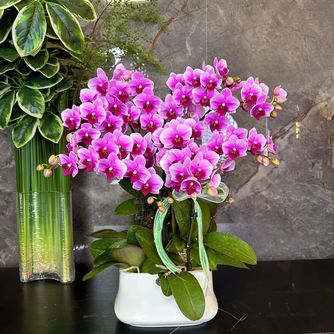 【粉公主-蝴蝶兰】 轻奢 中式 禅意 绿植盆栽 年宵花