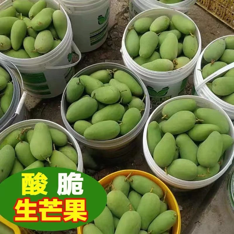现摘酸芒果直发整箱新鲜孕妇水果酸脆芒果广西青芒果生脆芒