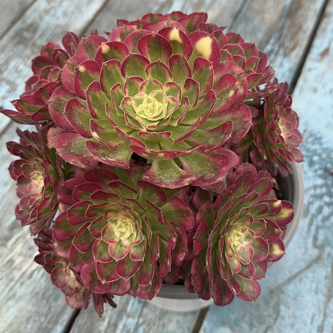 宇哥多肉法师祝荣