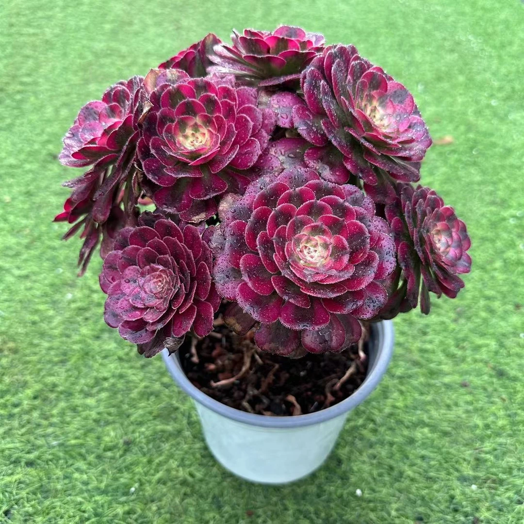 宇哥多肉法师月婵