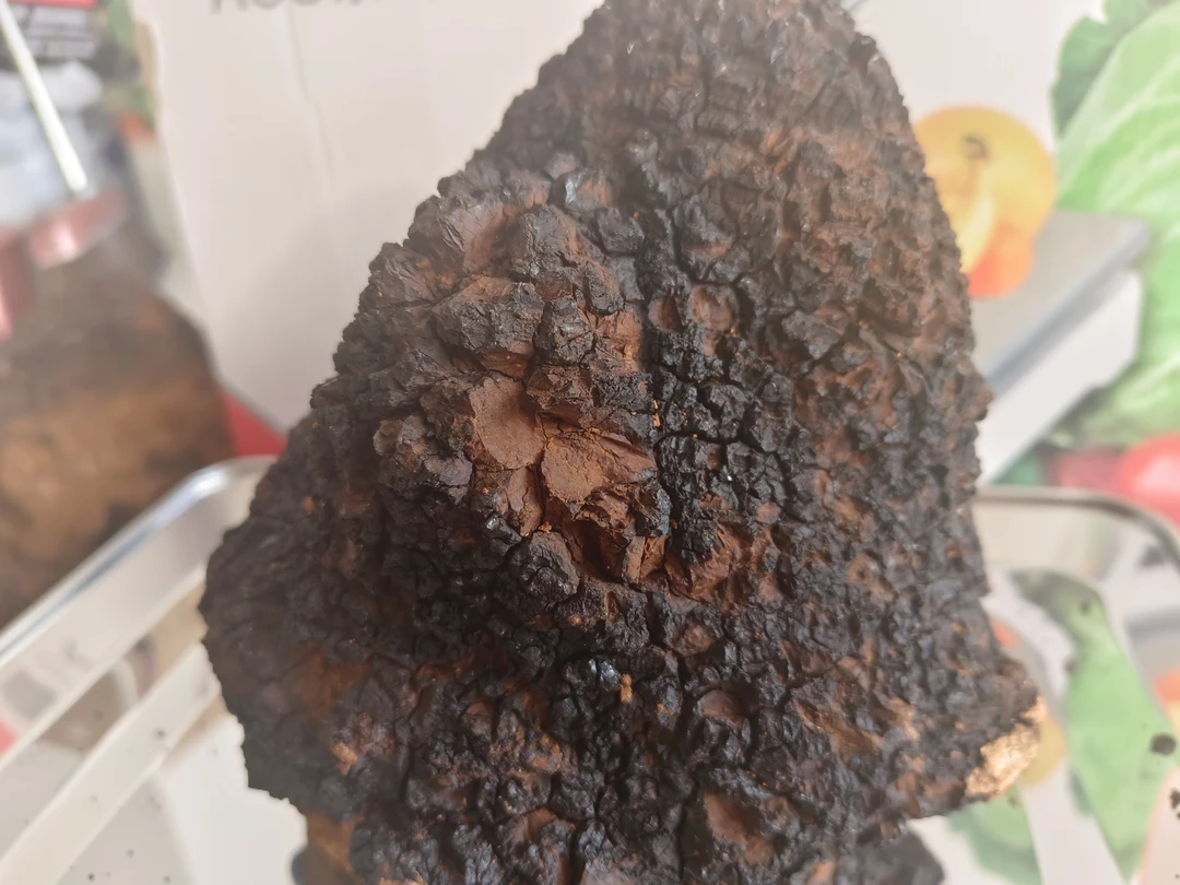 大块桦树茸，整块桦树茸直播间称重