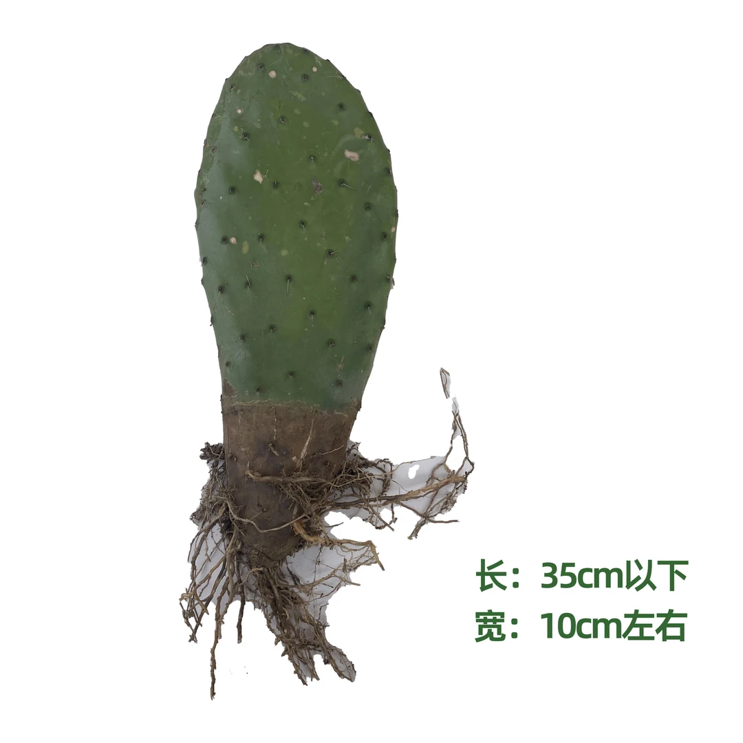 【梨果仙人掌带根种苗】带根系的种植用片 长度小于35CM！！！开花多肉