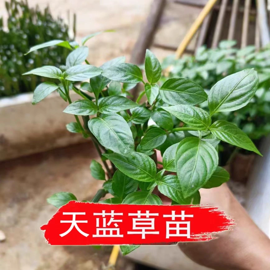 云南紫兰草苗红蓝草苗天蓝草苗盆栽1盆栽培开花可食用盆景