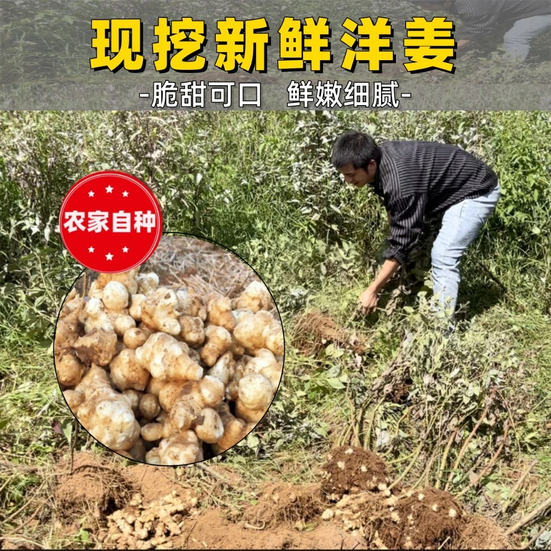 洋姜新鲜现挖农家自种高品质菊芋腌制咸菜泡菜野生鬼子姜种球
