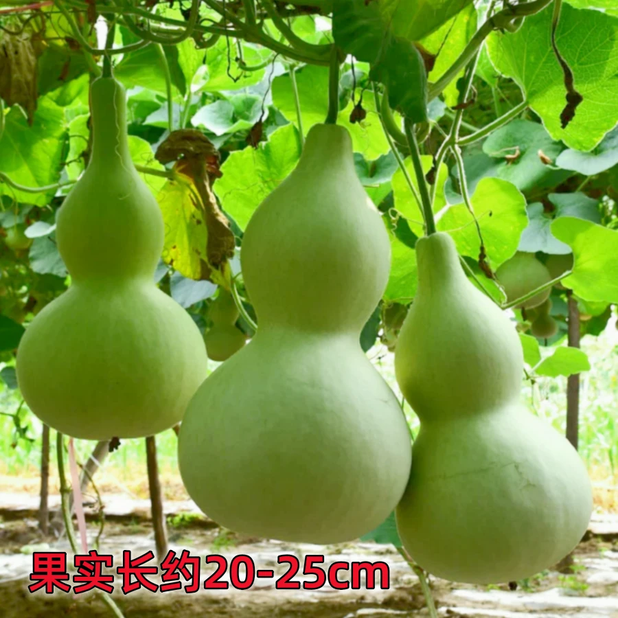葫芦瓜种子播种庭院阳台种植盆栽爬藤观赏文玩四季种宝葫芦