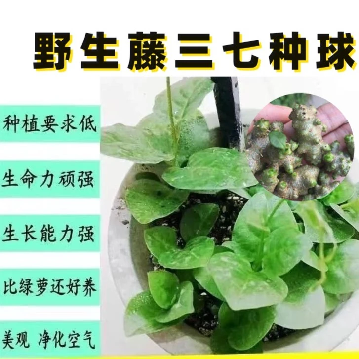 野生藤三七种球  盆栽种植爬藤植物田七懒人绿植四季可种好养活