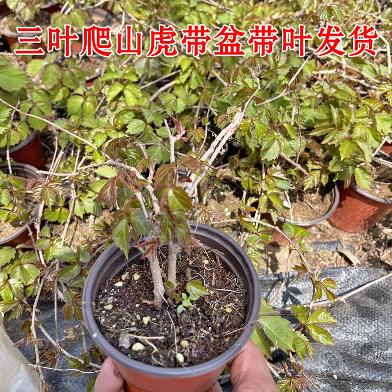 盆栽爬山虎苗四季常青爬藤植物五叶地锦攀援花卉遮阳三叶爬墙虎苗