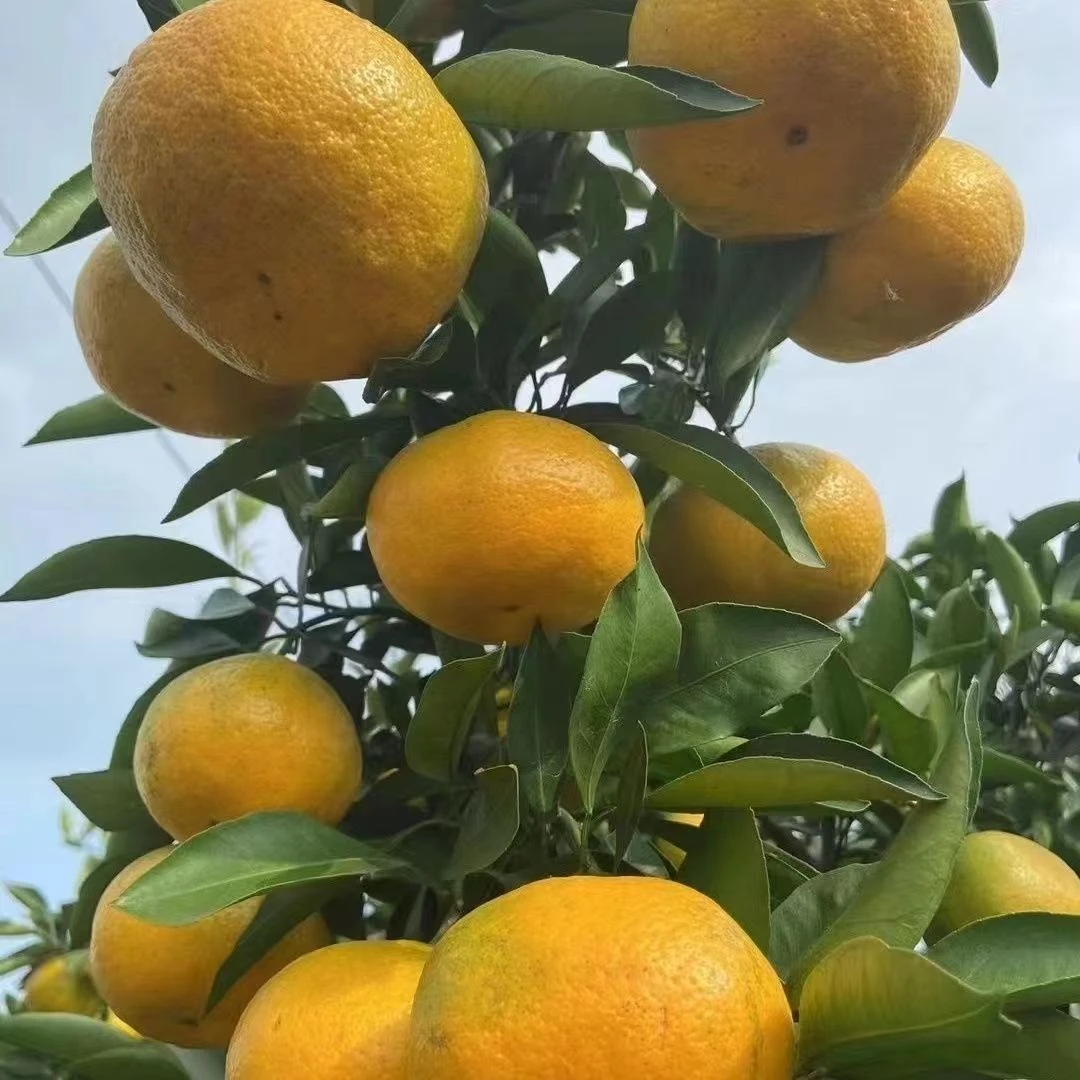 湖南石门柑桔橘早熟蜜桔橘子水果清甜多汁果园现摘现发3/5/9斤装