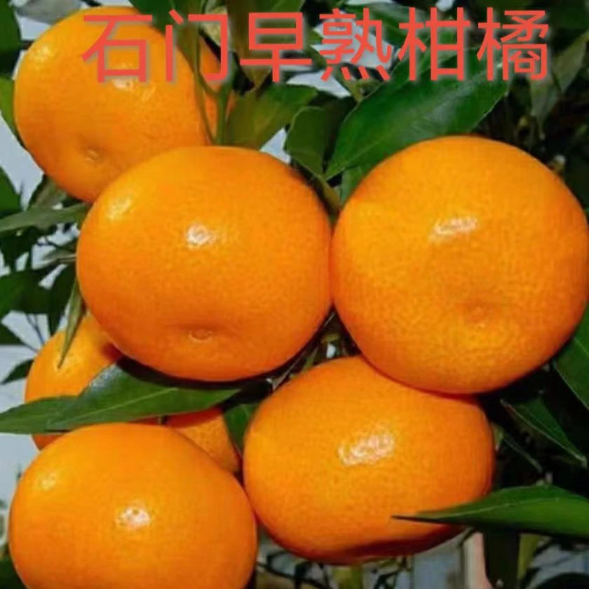 湖南石门柑桔橘早熟蜜桔橘子水果清甜多汁果园现摘现发3/5/9斤装